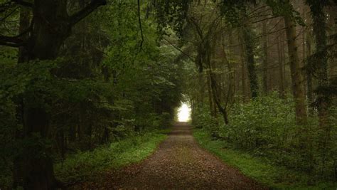 Wie ein Wald im Aargau zum «Schwulewäldli» wurde